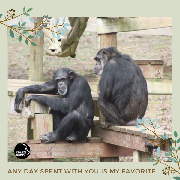 Project Chimps tweet media