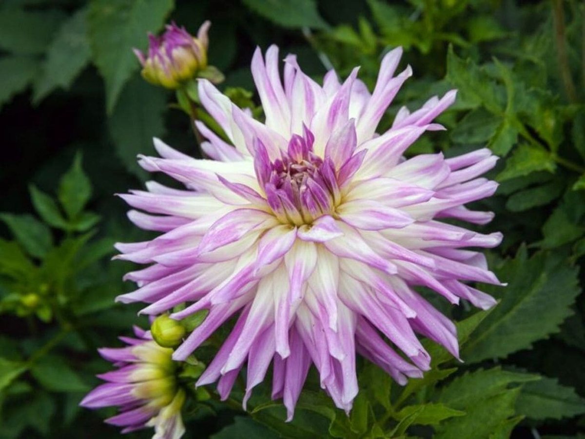 Quickcrop tweet media