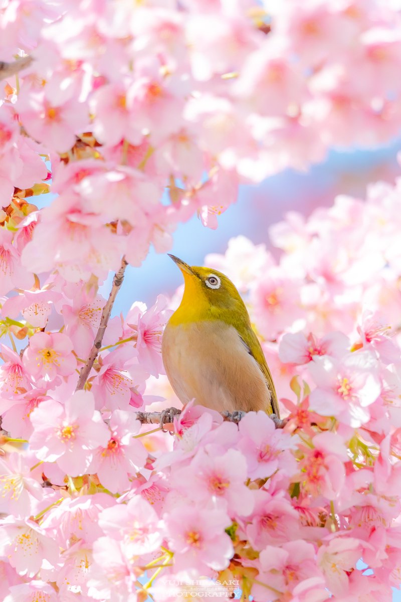 春を待ちわびるメジロちゃん