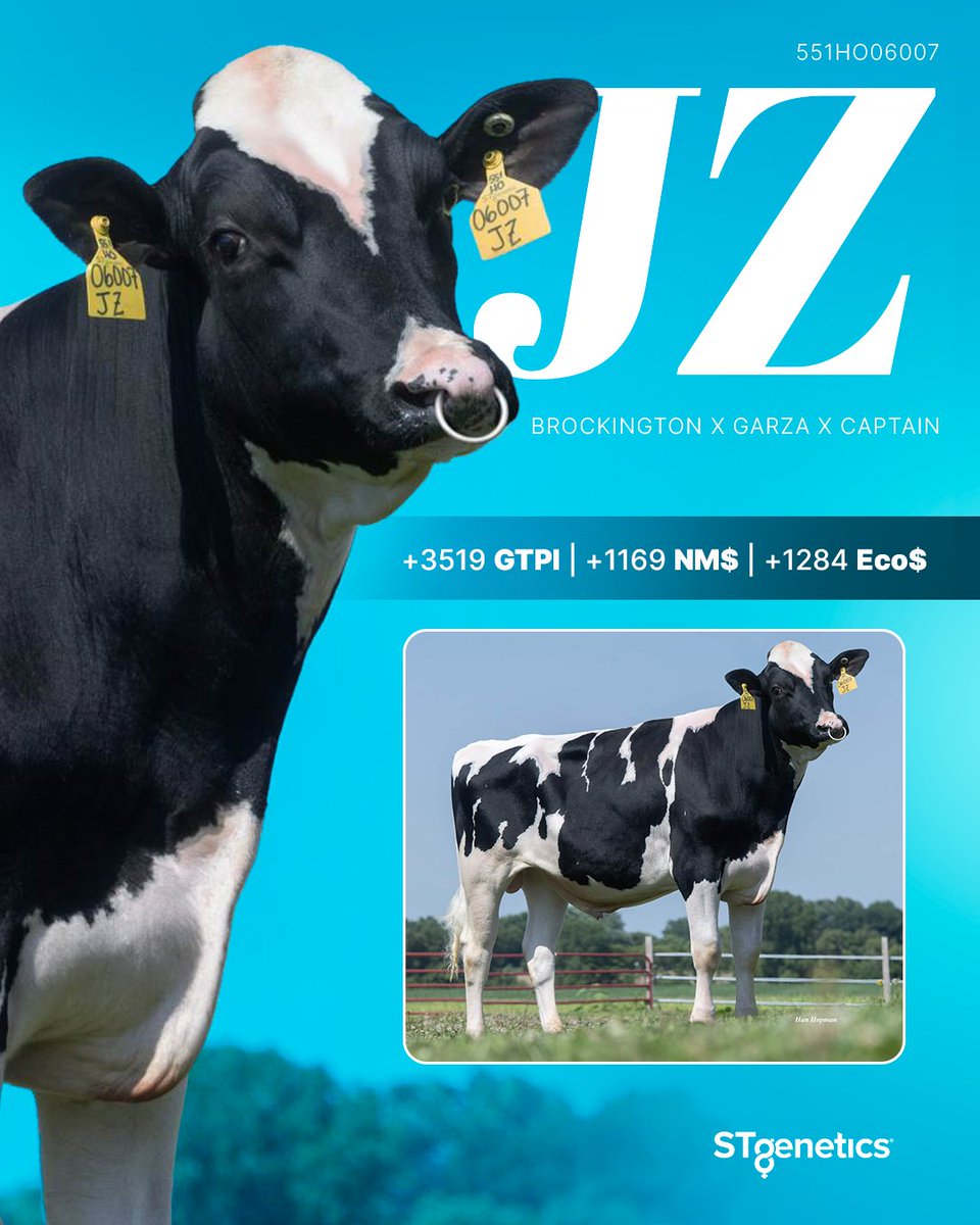 STgenetics's tweet image. 🎶🎤 Allow me to reintroduce me…#JZ from #STgenetics is offering a complete package of performance, health and conformation!
JZ is +3519 GTPI +1284 Eco$ +1130 Milk +192 CFP A2A2 +3.3 PL +.1 CCR +1.12 UDC
Available in #UltraplusHighPurity™: bit.ly/4brNe8S  #Legend