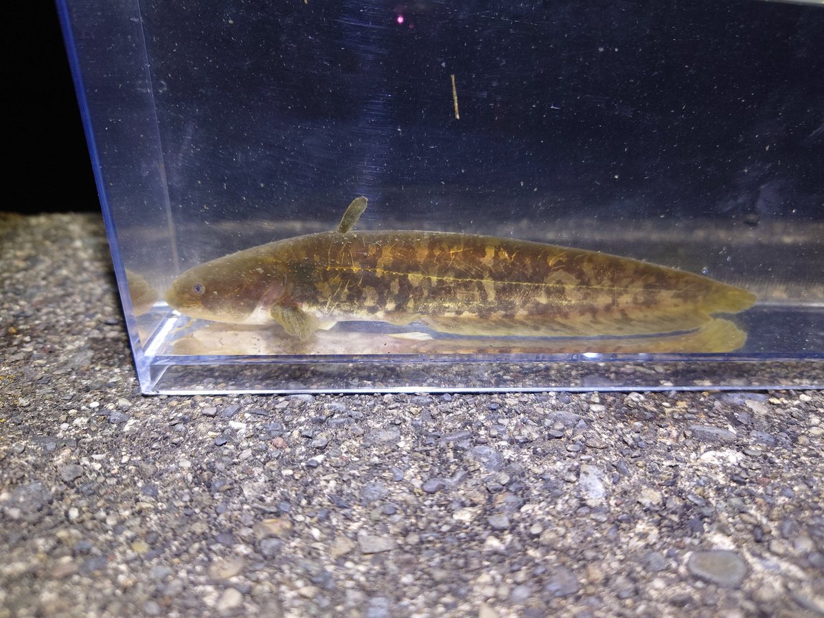 環境やコンディションごとのナマズの色彩変異すこすこ侍