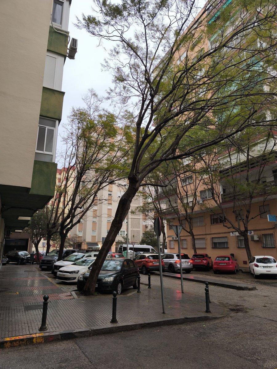 twitfis's tweet photo. Alguien de Parques y Jardines debería revisar el estado de este árbol en Plaza Bécquer, cualquier día se va a caer. @CadizAbandonada @Cadiz_es https://t.co/ivLx9ym6YB
