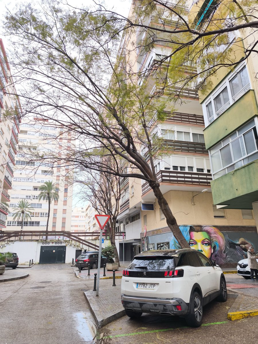 twitfis's tweet photo. Alguien de Parques y Jardines debería revisar el estado de este árbol en Plaza Bécquer, cualquier día se va a caer. @CadizAbandonada @Cadiz_es https://t.co/ivLx9ym6YB