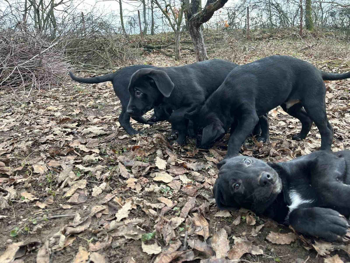 razvratna's tweet image. UDOMLJAVANJE ŠTENACA
4 mužjaka i 2 ženkice starosti 2 i po meseca traže dom pun ljubavi. Čekaju ljude velikog i dobrog srca da im pruže šansu za srećan život.