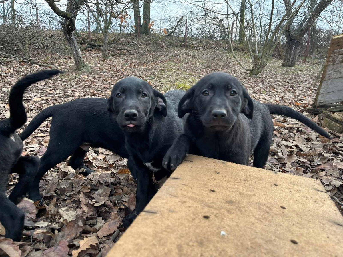 razvratna's tweet image. UDOMLJAVANJE ŠTENACA
4 mužjaka i 2 ženkice starosti 2 i po meseca traže dom pun ljubavi. Čekaju ljude velikog i dobrog srca da im pruže šansu za srećan život.