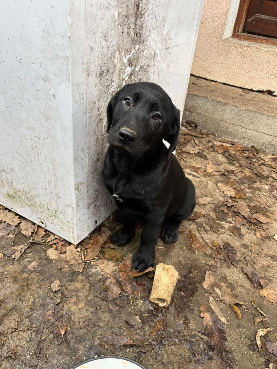 razvratna's tweet image. UDOMLJAVANJE ŠTENACA
4 mužjaka i 2 ženkice starosti 2 i po meseca traže dom pun ljubavi. Čekaju ljude velikog i dobrog srca da im pruže šansu za srećan život.