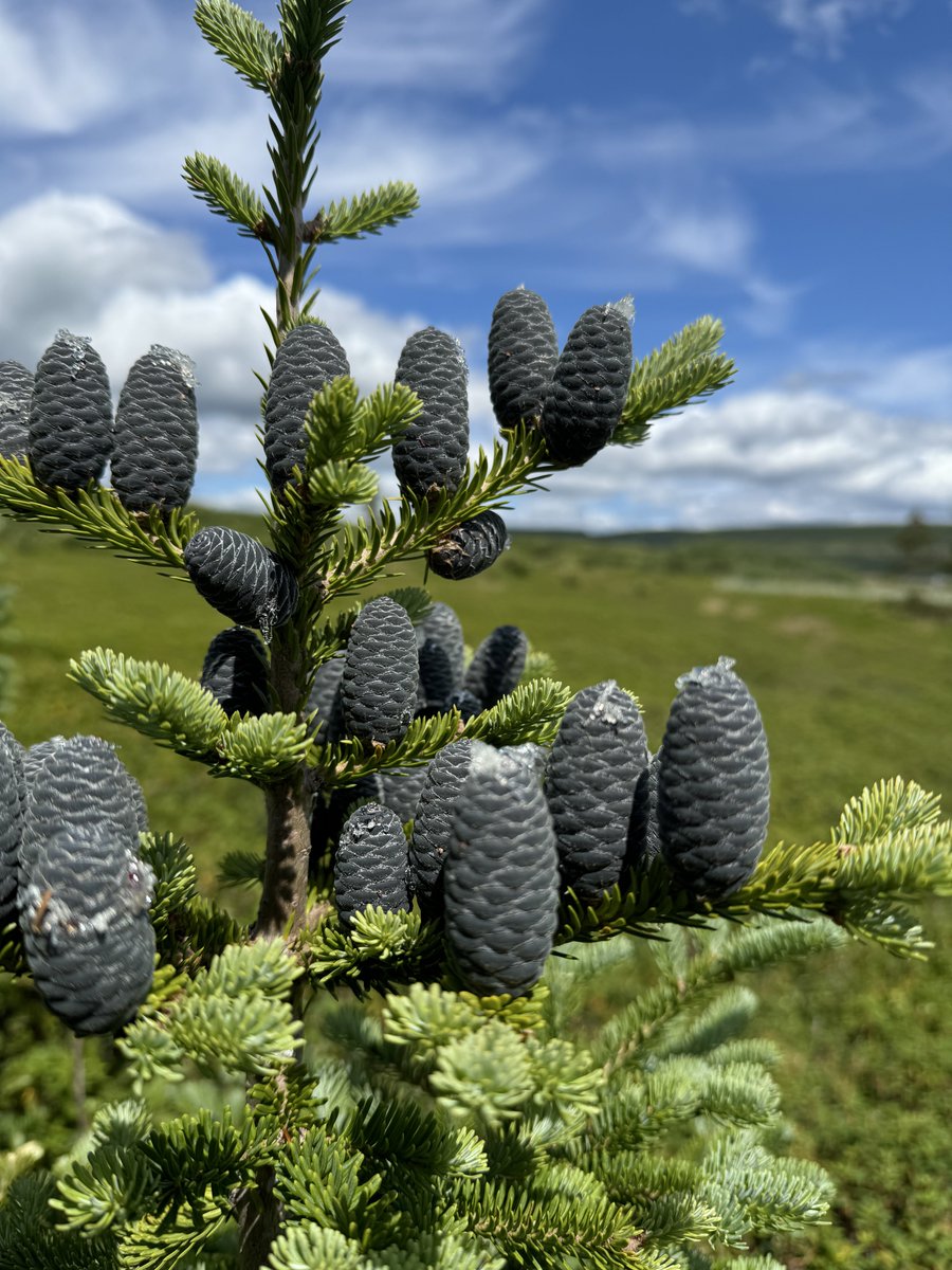 _dead_trees's tweet image. Throwback to the big land, no filter. #NaturePhotography