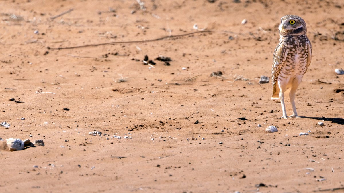 ConocoPhillips tweet media