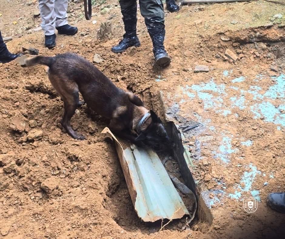 PMOPHN's tweet photo. 🚨 #BinomiosK9EnAcción | Batallón Canino clave en hallazgo de caleta en Omoa

Las #FFAAHN, a través de #PMOP y el #1BCPMOP, en apoyo a la #ATIC, localizaron una caleta subterránea en Río Indio, Omoa.

Los canes “Iman” (narcóticos) y “Astor” (armas y explosivos) dieron alerta positiva, permitiendo el decomiso de:
✅ 40 paquetes de supuesta marihuana
✅ 15 fusiles y 12 pistolas
✅ Munición y 46 cargadores
✅ 14 chalecos antibala y 35 placas balísticas
✅ Equipo táctico diverso