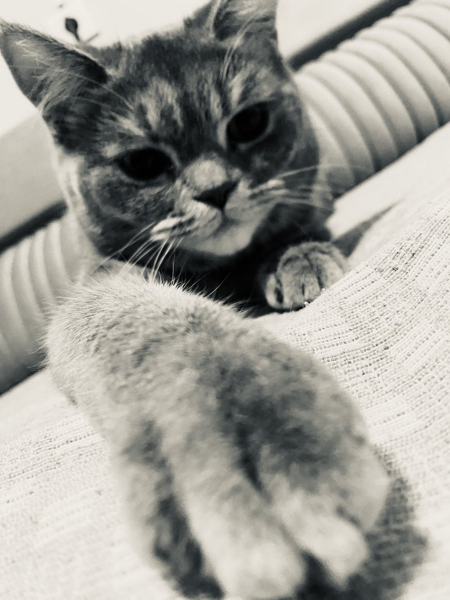 Emirabb06's tweet photo. kocamann olmuşş babasının güzel kızı 🐾🐾 https://t.co/pIBp59rTRA