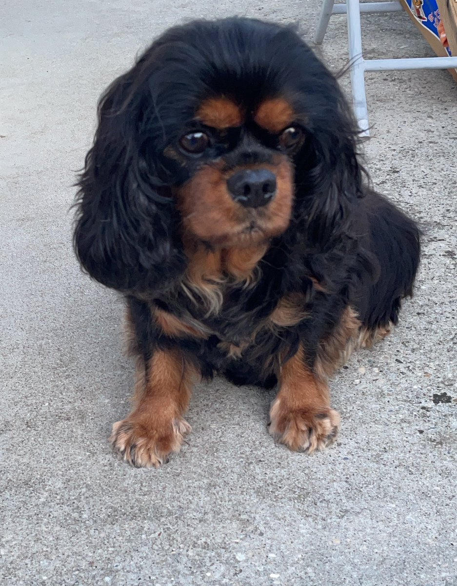 GLaulau3's tweet photo. Mon cœur est triste . Je pleure comme une madeleine 
Ma Jett (ma Pepette ) est morte là ce soir  
Elle n était pas très en forme depuis 2 jours. Qu’est ce qu’on s attache à ces boules de poils, bon voyage ma Pepette 💔 https://t.co/cl9Nzos3fh