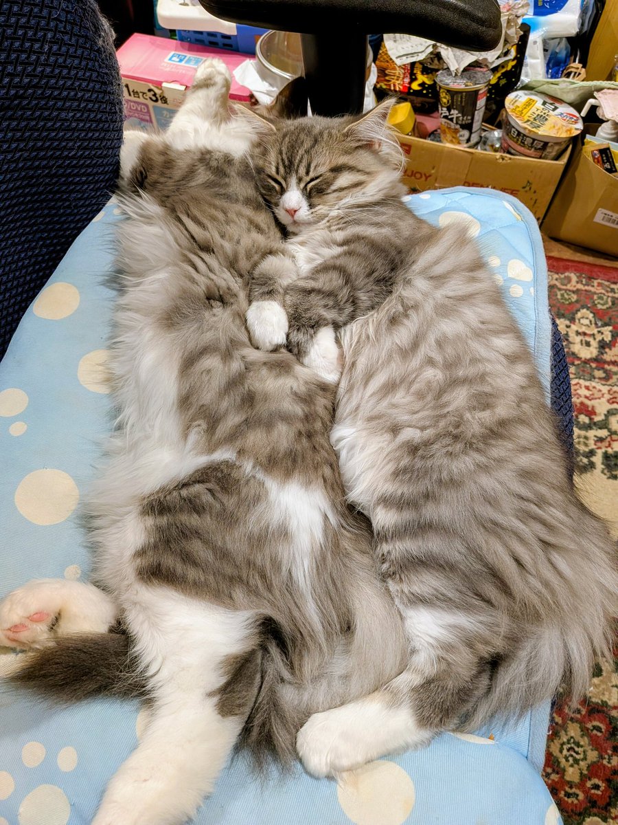 yarasisi's tweet photo. うちの子猫達は仲良しさん https://t.co/lSqMzAs3Pd