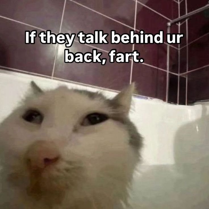 Cat Posted (@catposted) on Twitter photo 