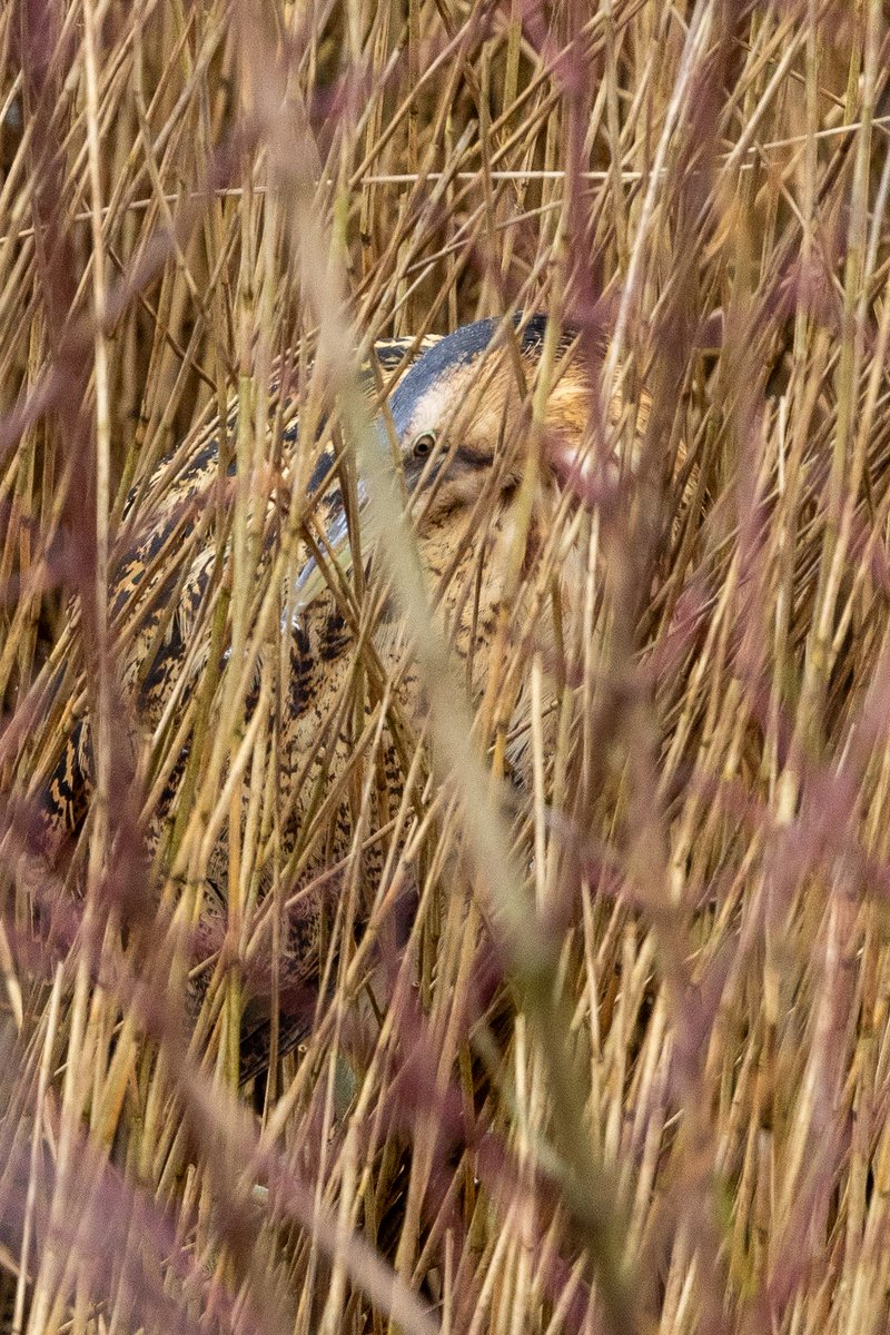 The other bird I got to photograph, even though it was hiding in reeds only 20m away; the shy and allusive Bittern. 
Had to turn off the autofocus and use the manual ring. Tricky. 
<a href="/serudd1960/">Susan Rudd</a> <a href="/FrostlynneLynn/">Lynne Frost</a> <a href="/5Naureen/">Naureen Khalid</a> <a href="/iandt53/">Ian Thomson</a> <a href="/stephen_spc/">SPC</a> <a href="/VexHill/">HawkeyGirl</a> 
#bitten