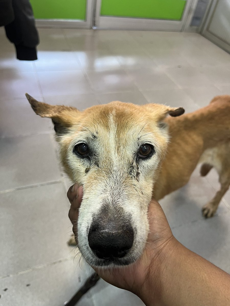 ¿Nos ayudan a pagar gastos veterinarios de hoy? 

¿15 padrinos de 100 pesos que gusten ayudar? 🥹🙏🏼