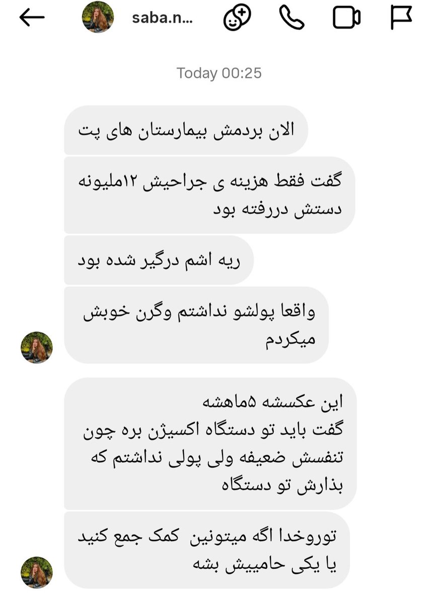 برای گربه های بومی tweet media