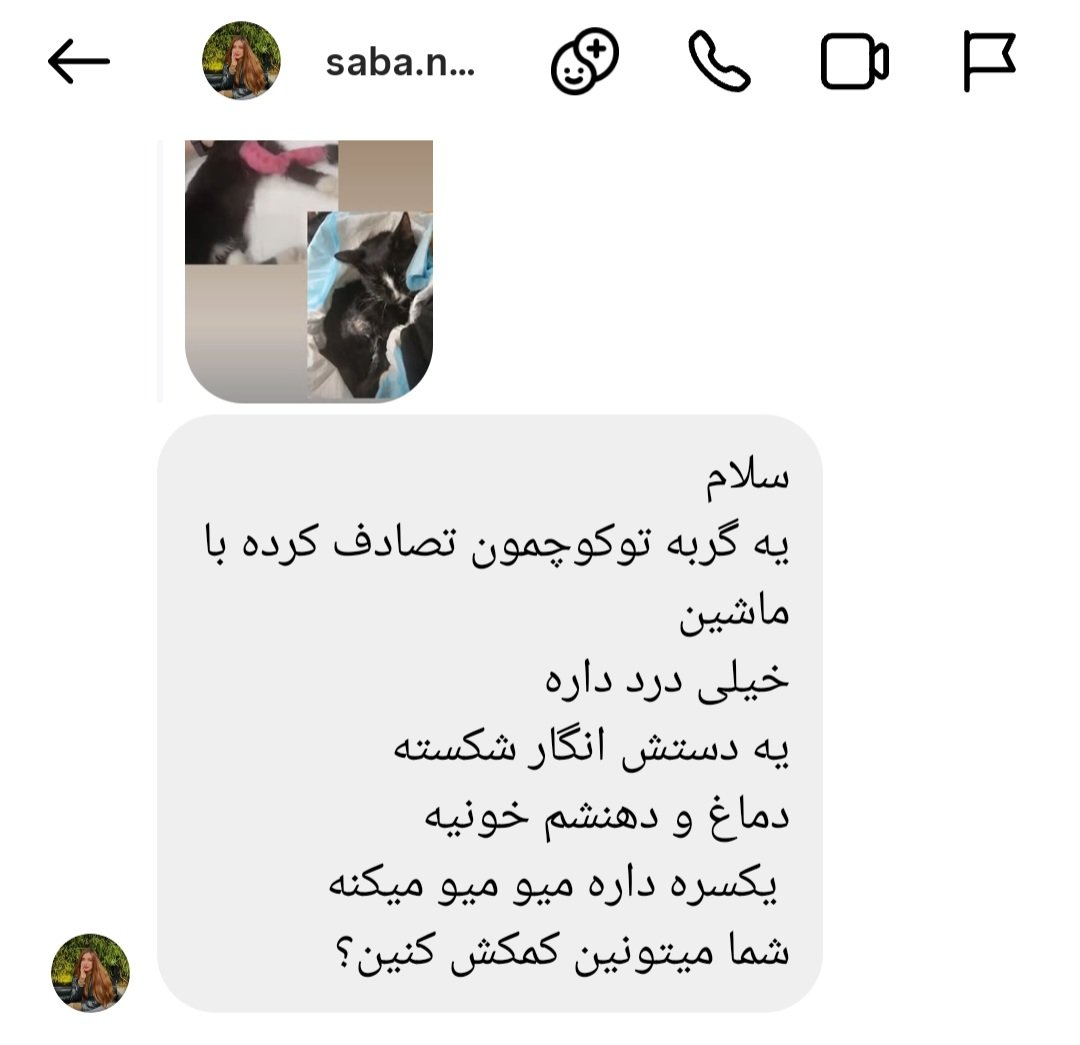 برای گربه های بومی tweet media