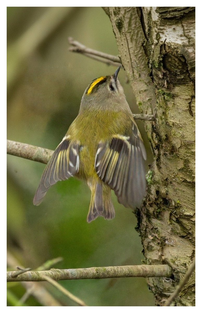 Goldcrest in flight. Amazing flighty bird - never still. <a href="/serudd1960/">Susan Rudd</a> <a href="/FrostlynneLynn/">Lynne Frost</a> <a href="/5Naureen/">Naureen Khalid</a> <a href="/iandt53/">Ian Thomson</a> <a href="/stephen_spc/">SPC</a> <a href="/VexHill/">HawkeyGirl</a> 
#goldcrest