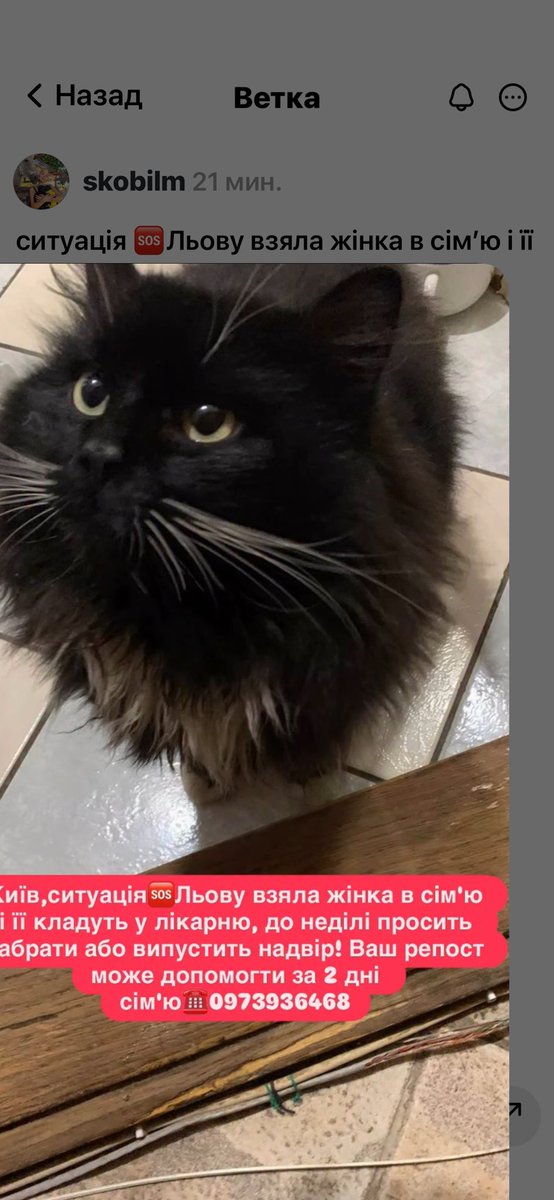 ситуація 🆘Льову взяла жінка в сім’ю і її кладуть у лікарню, до неділі просить забрати або випустить надвір! Ваш репост може допомогти за 2 дні сім’ю ☎️0973936468