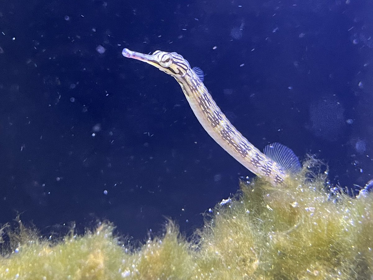 urimarun246's tweet photo. 貝を避難させコケまみれな海水水槽にヤエヤマギンポが仲間入り🐟我が家の水槽で一番魚らしい魚でなんか嬉しい。お迎えから10日以上経ちコケも人工餌も食べてくれるので一安心。他の子たちともお互い全く興味なし状態なのですごく平和、良かった🙌お掃除よろしくお願いします！

＃海水水槽 https://t.co/7K2nQhKPig