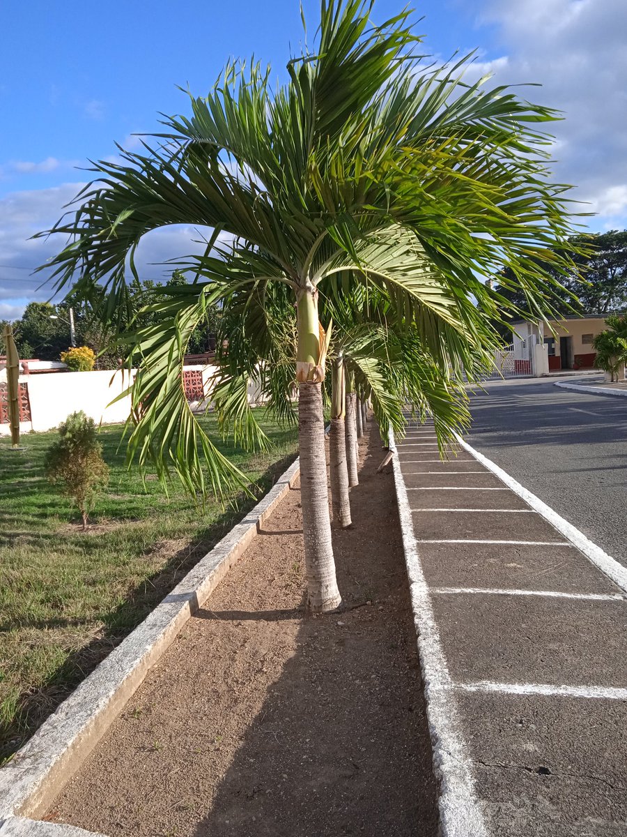 Una calle limpia no empieza con escobas,
empieza con conciencia.
La educación se nota
en lo que haces cuando nadie te ve.
Cuidar lo común también es civismo.
#CuidemosElEntorno
#ConTodos 
#ParaElBienDeTodos