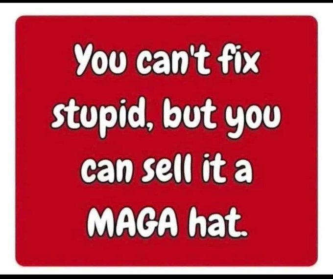 beardogflorida tweet media