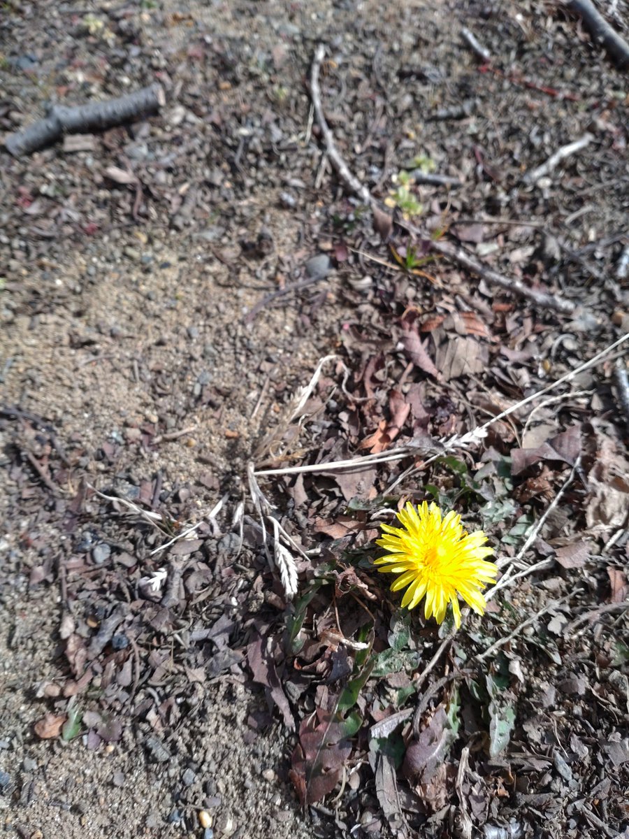 昨日公園で たんぽぽ 元気に咲いてました☺ 皆さん 体調気をつけて