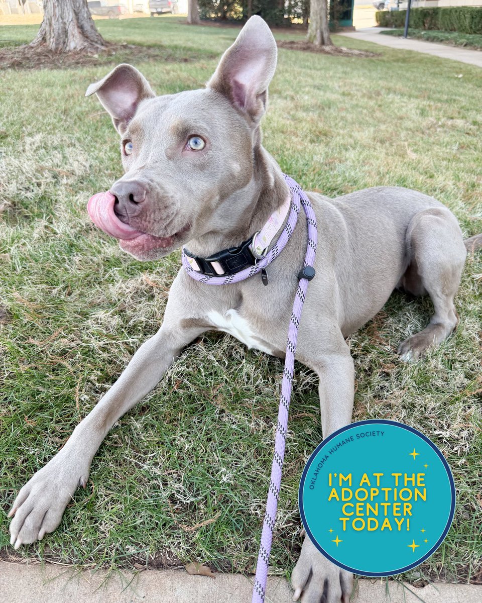 okhumane's tweet image. Adopt Smudge!
Smudge is 2 y/o &amp;amp; 44 lbs.
She loves her squeaky chicken toy! 🐔 Come meet this sweet, playful pip today! 
✨
Visit the OK Humane Adoption Center today at 7500 N Western Ave. or email adoptions@okhumane.org if interested in adopting.