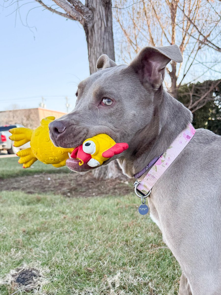 okhumane's tweet image. Adopt Smudge!
Smudge is 2 y/o &amp;amp; 44 lbs.
She loves her squeaky chicken toy! 🐔 Come meet this sweet, playful pip today! 
✨
Visit the OK Humane Adoption Center today at 7500 N Western Ave. or email adoptions@okhumane.org if interested in adopting.