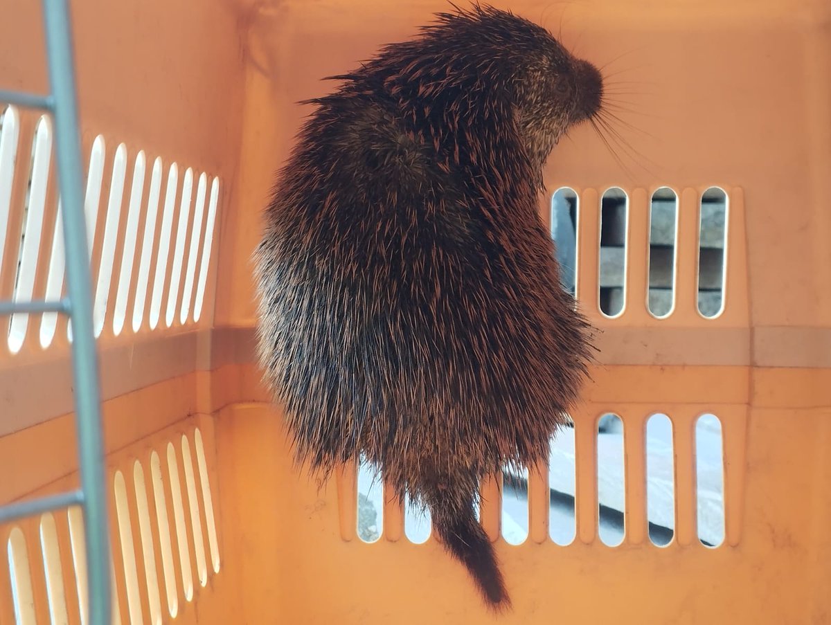 Dirección Zonal 1 MAE Imbabura - Carchi tweet media