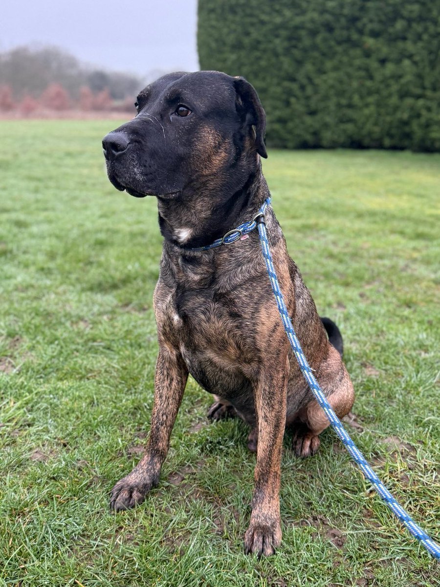Urgent, please retweet to help find a RESCUE SHELTER SPACE for this well behaved, big boy, currently in a council pound #ENGLAND #UK 🐶❤️
Not available for adoption at the moment, we need shares so that a rescue shelter with space sees this please. 
If you can offer a rescue