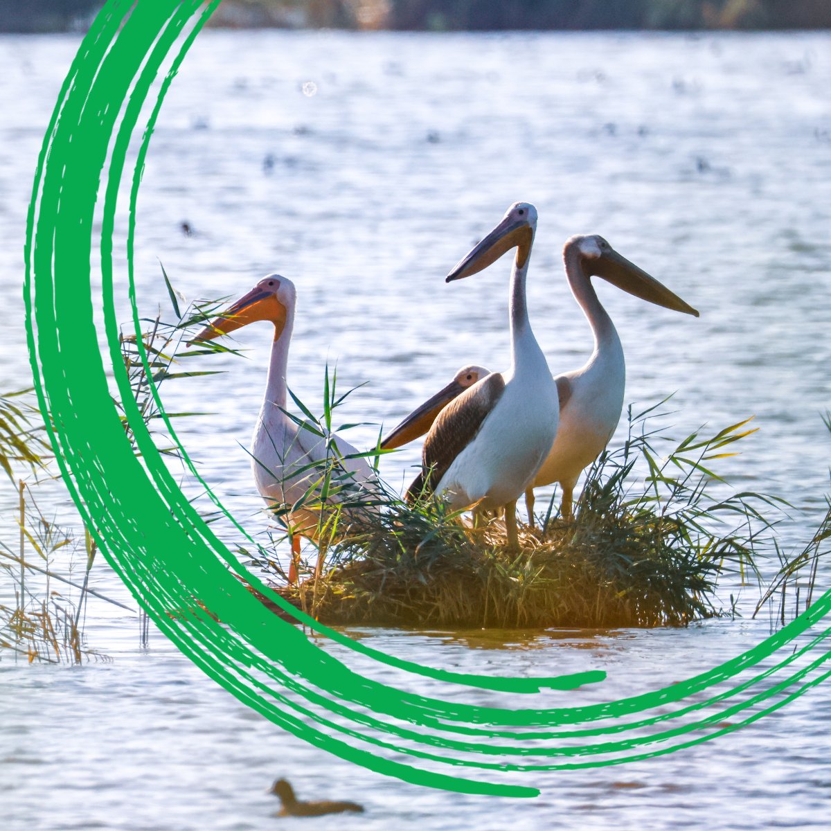 Backed by the @WorldBankGroup and EU4Environment, Armenia’s efforts to preserve the Armash wetlands showcase how conservation can encourage job creation and private sector growth—and offer a model other countries can scale: wrld.bg/x4wS50Ye7WK