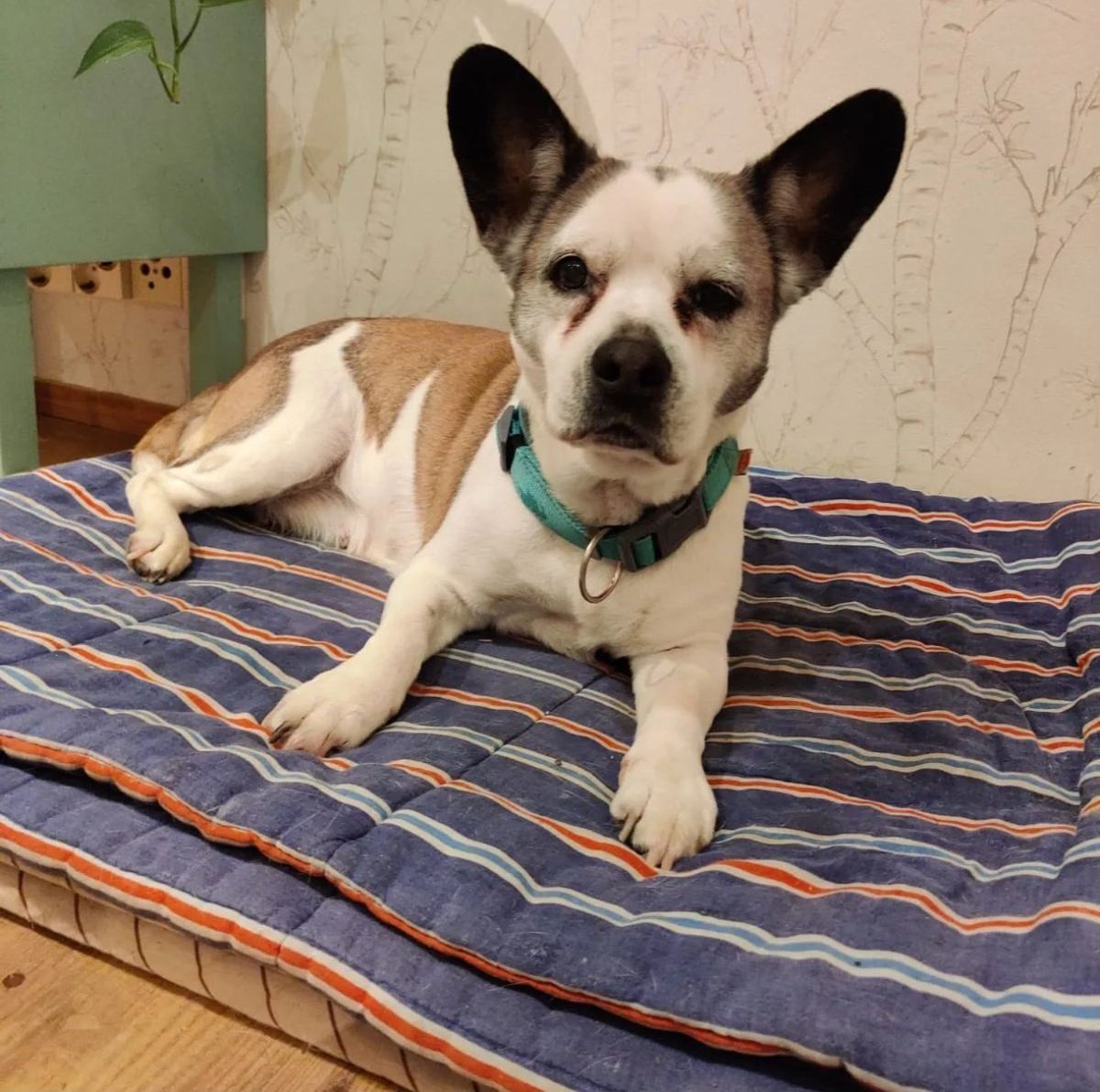 StromRobin's tweet photo. @F1NN5TER My old doggo (Bettan) https://t.co/pQeW7KkUkk
