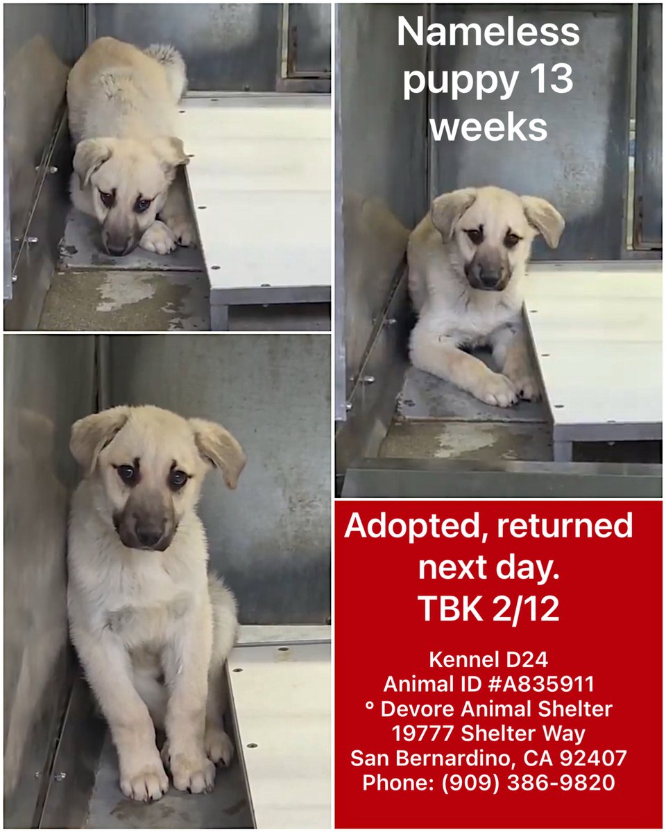 🆘🆘🆘 13 week old baby on death row
today. Shepherd lovers to the rescue! 
I cannot believe how cruel people are