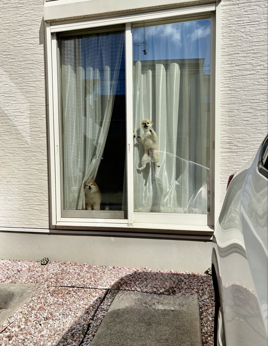 少しの時間だから留守番しててもらおう。
ケージに入れたから安心して出かけら…