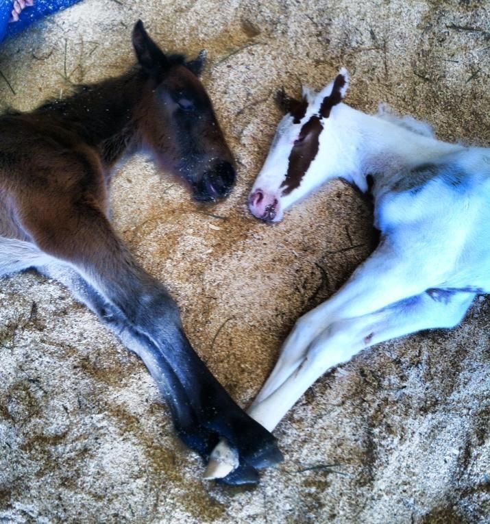 horseimage tweet picture