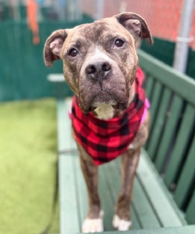 MorgFairsdogs's tweet photo. Buddy 227498
Listed TBK 2/14
#NYCACC #RescueOnly
He is a cute brindle 3 yr old
Loves to cuddle
Low threshold for arousal
Dog reactive in care
Help save Buddy!
https://t.co/gYcE8Cza76
#Pledge4Rescue #foster #adopt https://t.co/vJMlPeiM7B