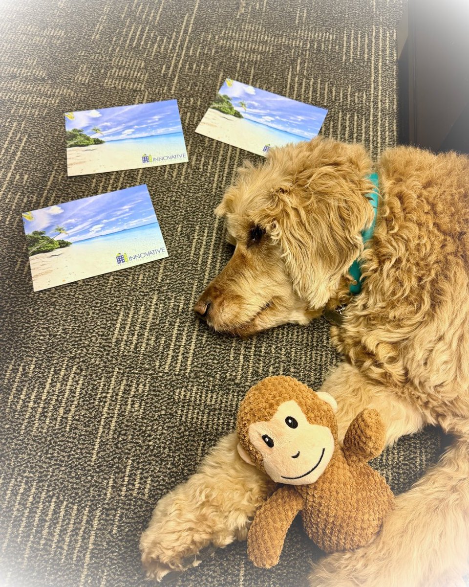 innotaxsolution's tweet photo. Even our office dog, Ella, is day dreaming about a tropical paradise 🏖️🐾

New postcards will be hitting the mail soon, be on the lookout!! 

#propertytax #savings #refund #realestate https://t.co/gg05nYIxHN