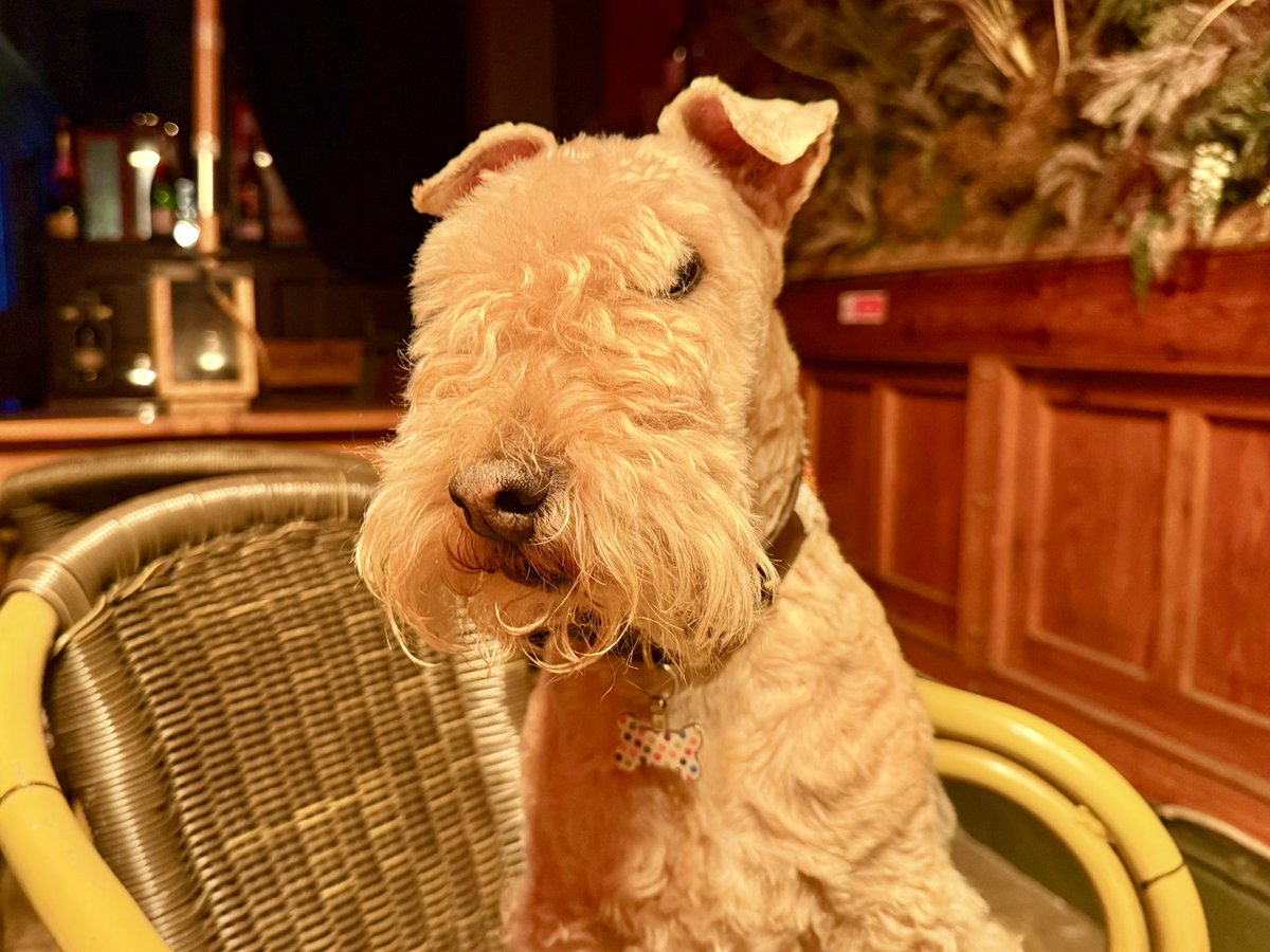 bertie_lakeland's tweet photo. I may just be a little Lakeland Terrier but some days I do wonder about the modern world, humanity and where it’s all going …… 

Tomorrow why not just say ‘hello how are you today’ to a few people be kind have a little chat then say ‘good bye have a lovely day’  

You might just make their day and raise a smile in a cranky world ❤️❤️❤️❤️