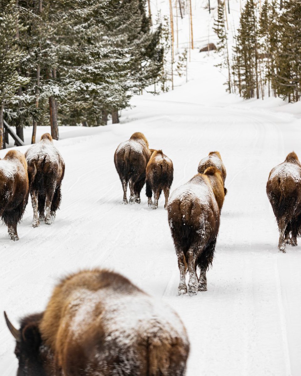 visitwyoming's tweet photo. Bisons have the right of way 🦬

Check conditions, fill up when you can, use pullouts for wildlife viewing &amp; keep your distance. Wildlife is best...from afar. 🙌

📍 @codyyellowstone

#WYResponsibly #ThatsWY https://t.co/LarsW387V6