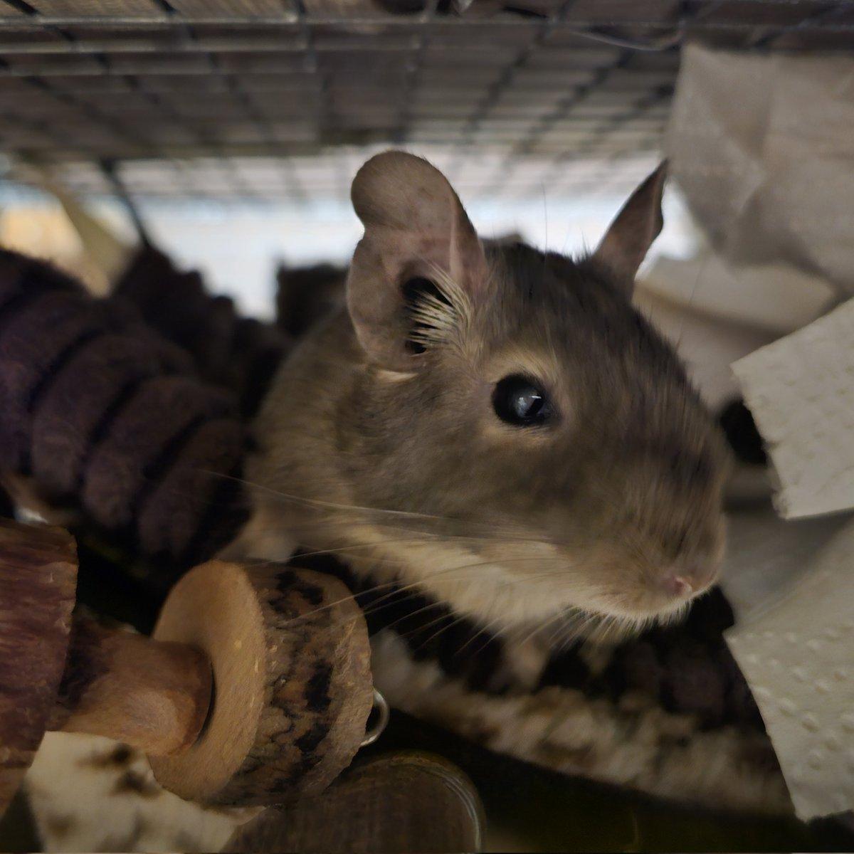 The new friendship is set 💛 Old Holly looks so happy next to Cheech on the rainbow shelf with Fudge in front. All cosy 💛
#degus