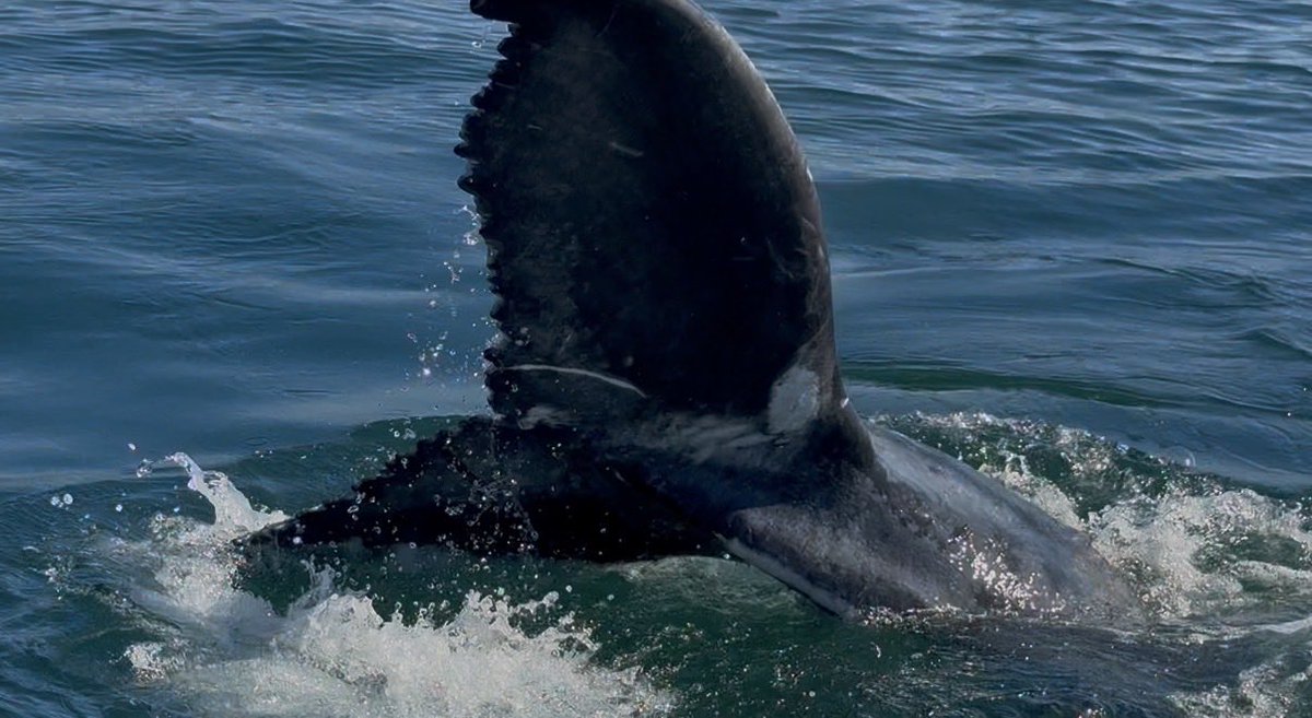 cat heifner tweet media