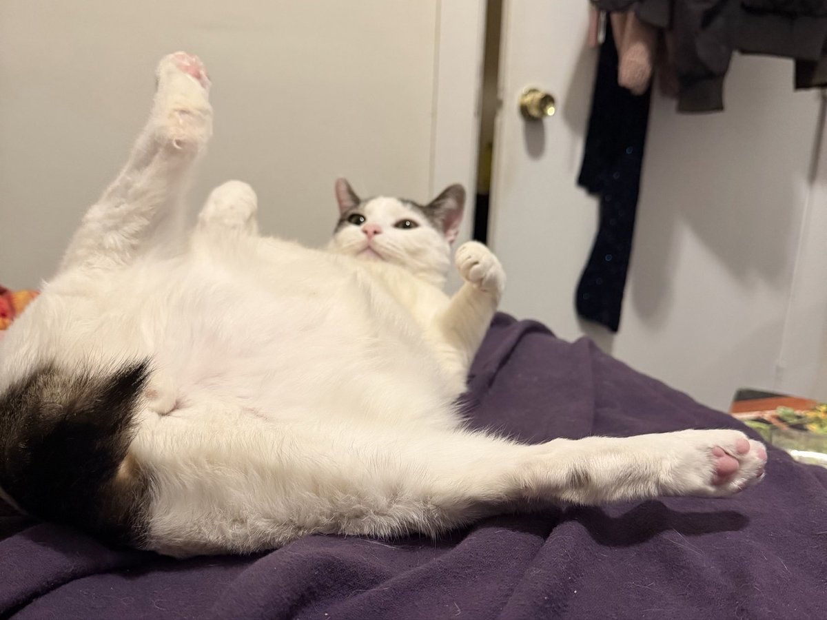 Macklemore the Cat tweet media