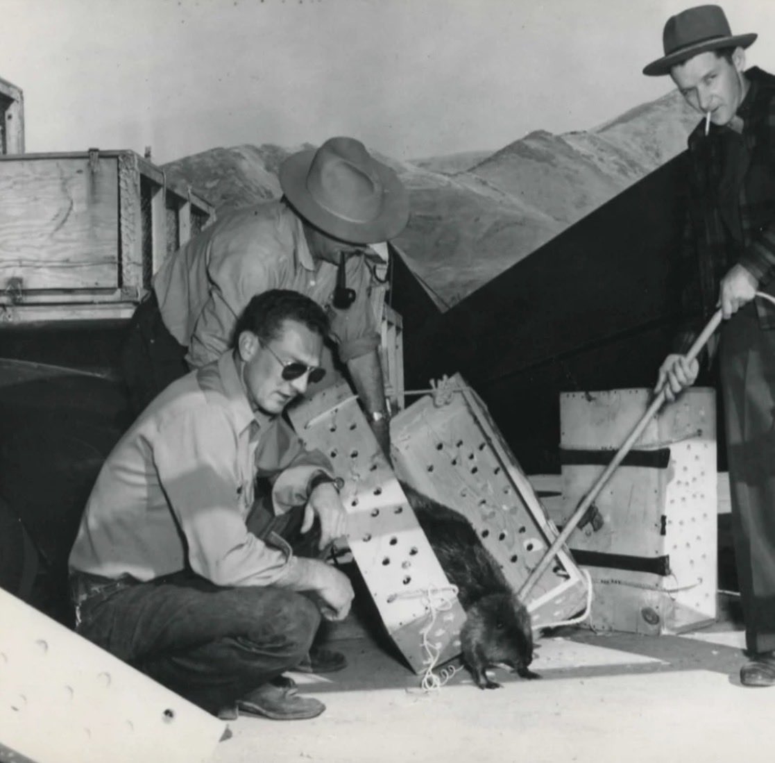 Mountain Mind tweet media