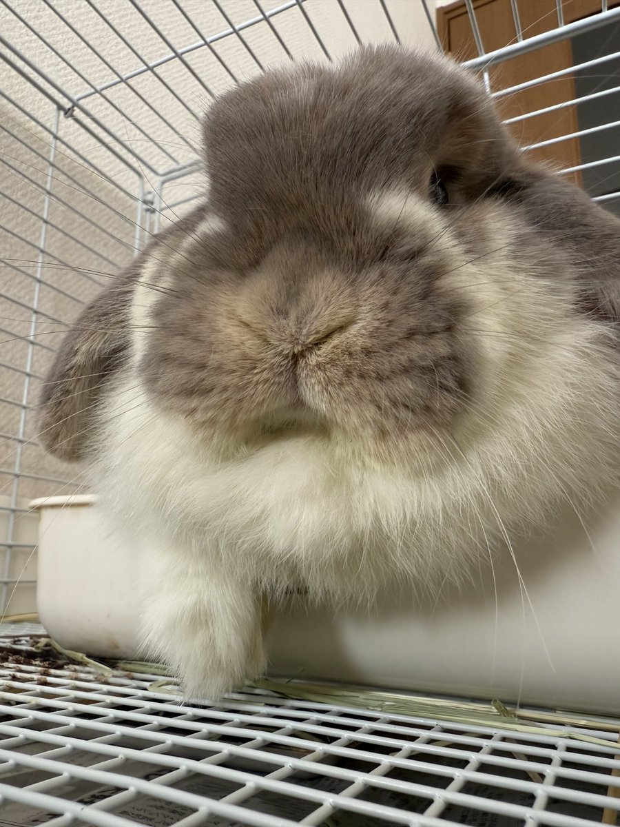 Post by うさぎのミミちゃん🐰 on X: 🐾