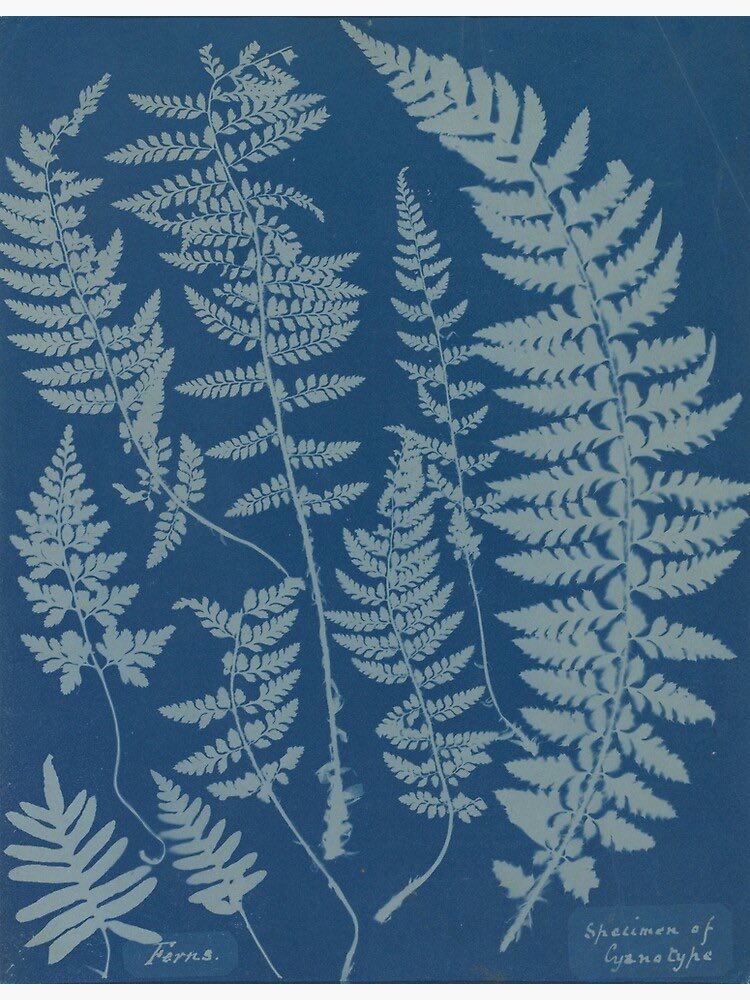 Aquí el razonamiento:

El "patrón de helecho" se aprecia al microscopio en el moco cervical. La cristalización sucede por cambios en el nivel de estrógenos durante el ciclo de ovulación.

Yo lo veo tan bonito como el diseño honeysuckle de Jane Morris o las láminas de Anna Atkins.