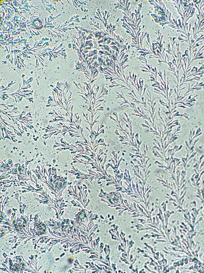 CienciaConArte |Ccª| tweet media