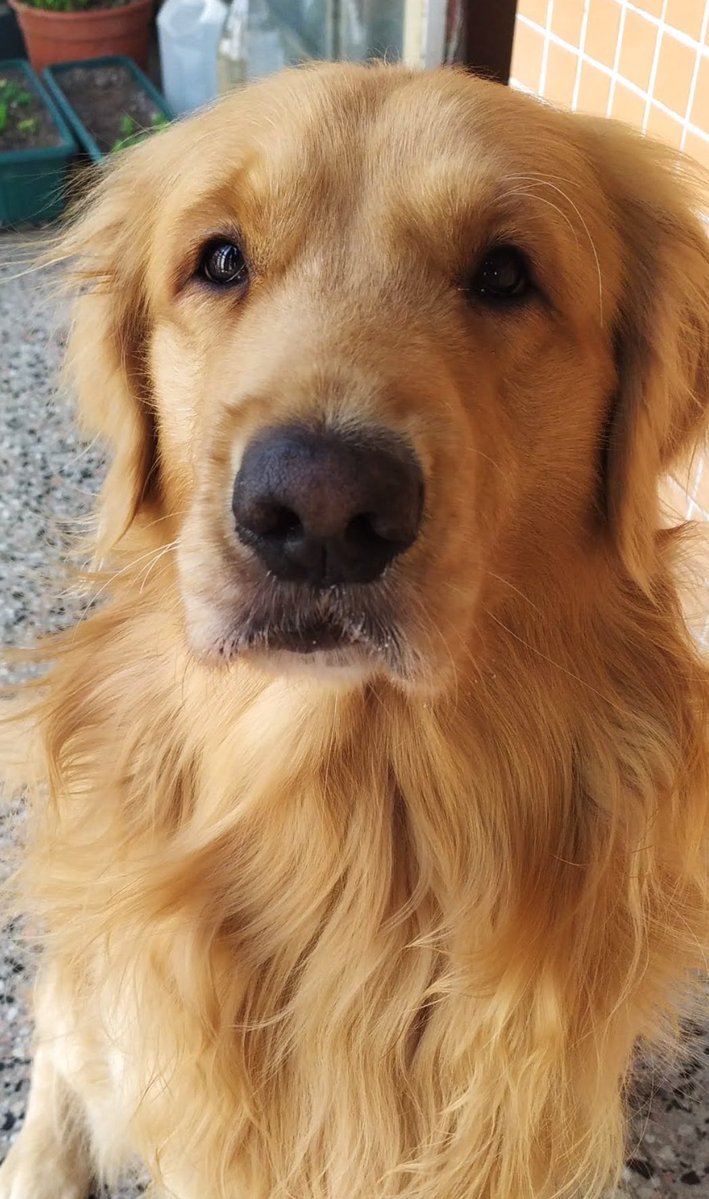 lulu jr. tweet media