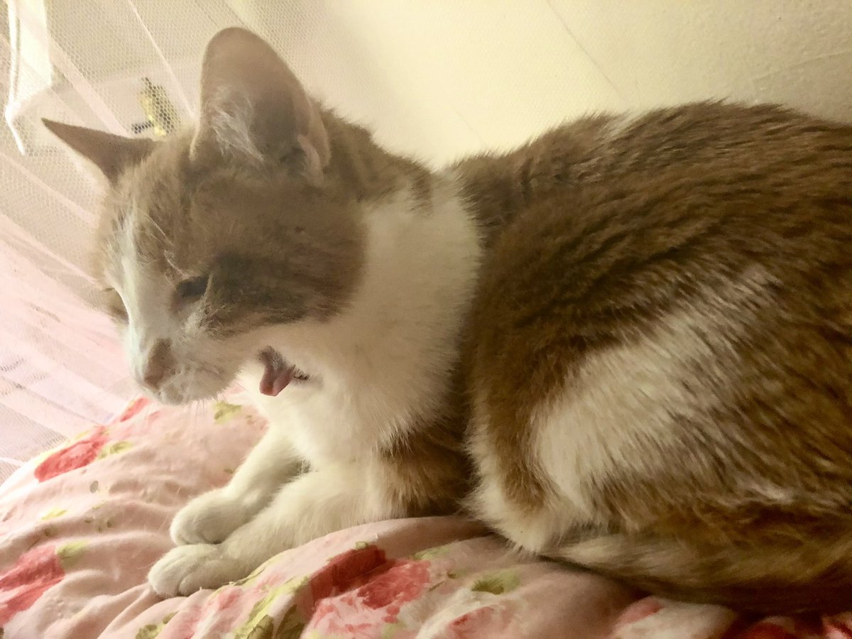 Rose Idiakisser 🔞 tweet media