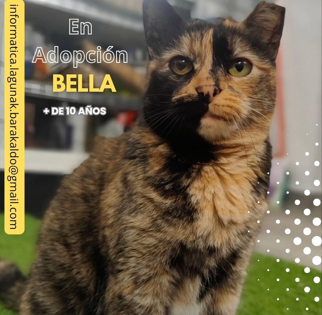 Bella en adopción ♥️😻

Tiene 10 años y es juguetona (cuando despierta 😹). Tiene carácter con otros gatos 😼

Necesita una casa donde esté sin otro gatos, tranquila. Te dará grandes momentos aunque no se deje apenar tocar 🐈

Los adultos también tienen derecho a una oportunidad.